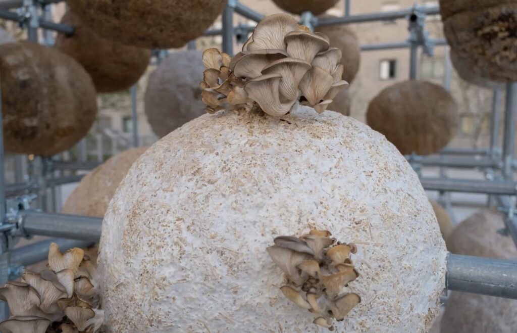 oyster mushroom at Growing matter(s)
